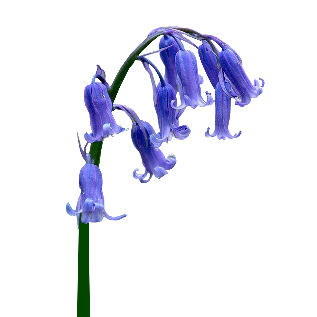 Fotografía de Campanita