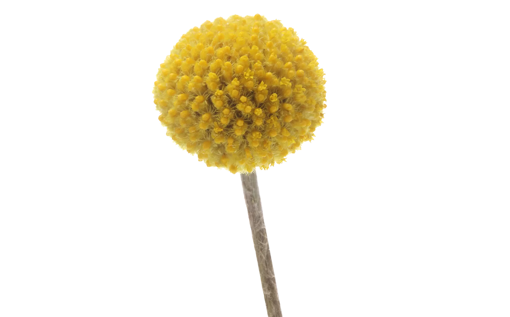 Fotografía de Craspedia