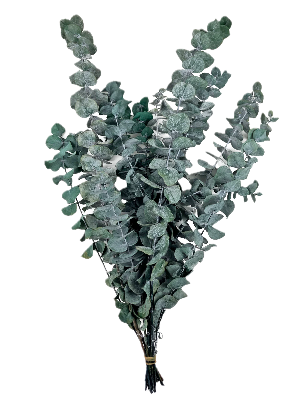 Fotografía de Dólar Moneda