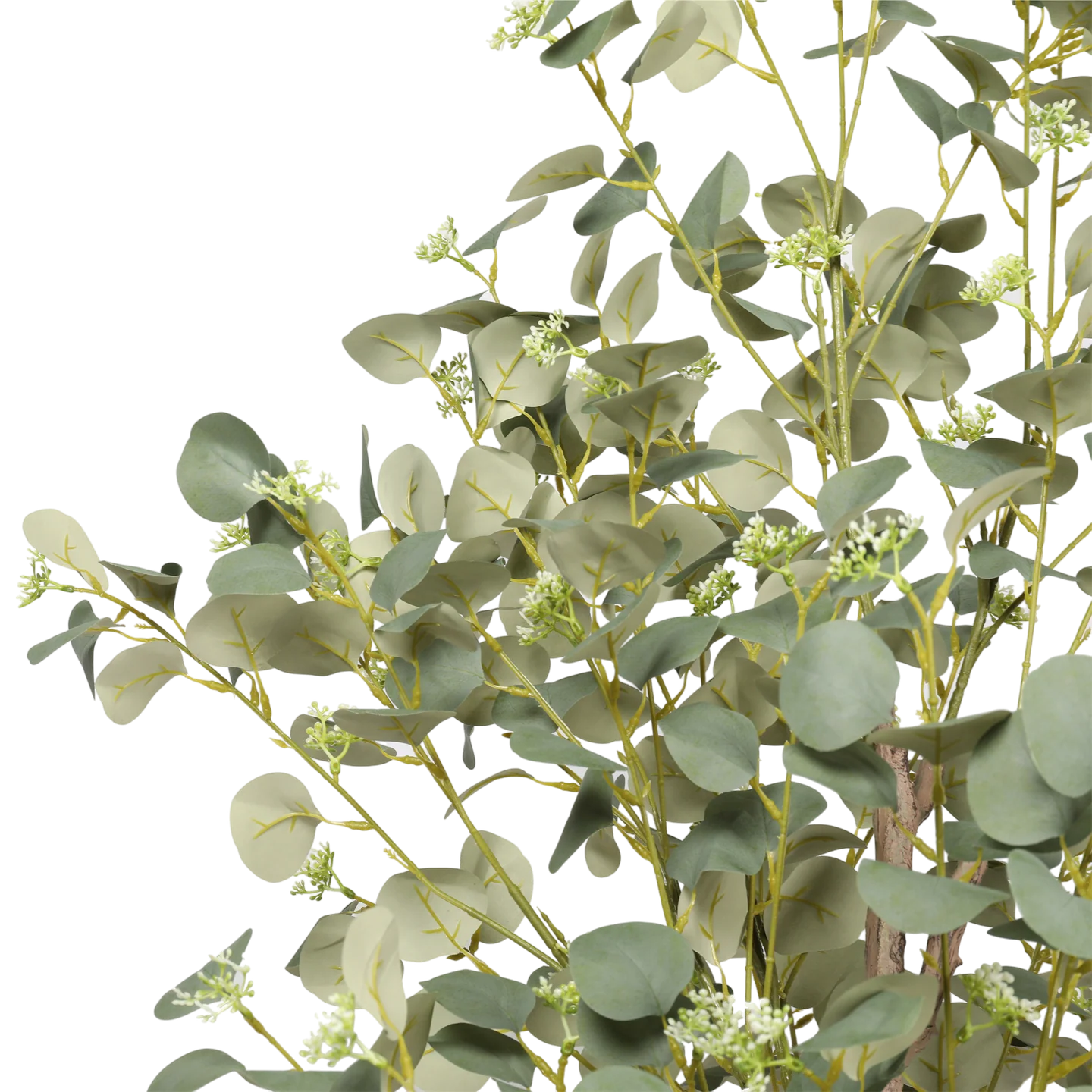 Fotografía de Eucalipto