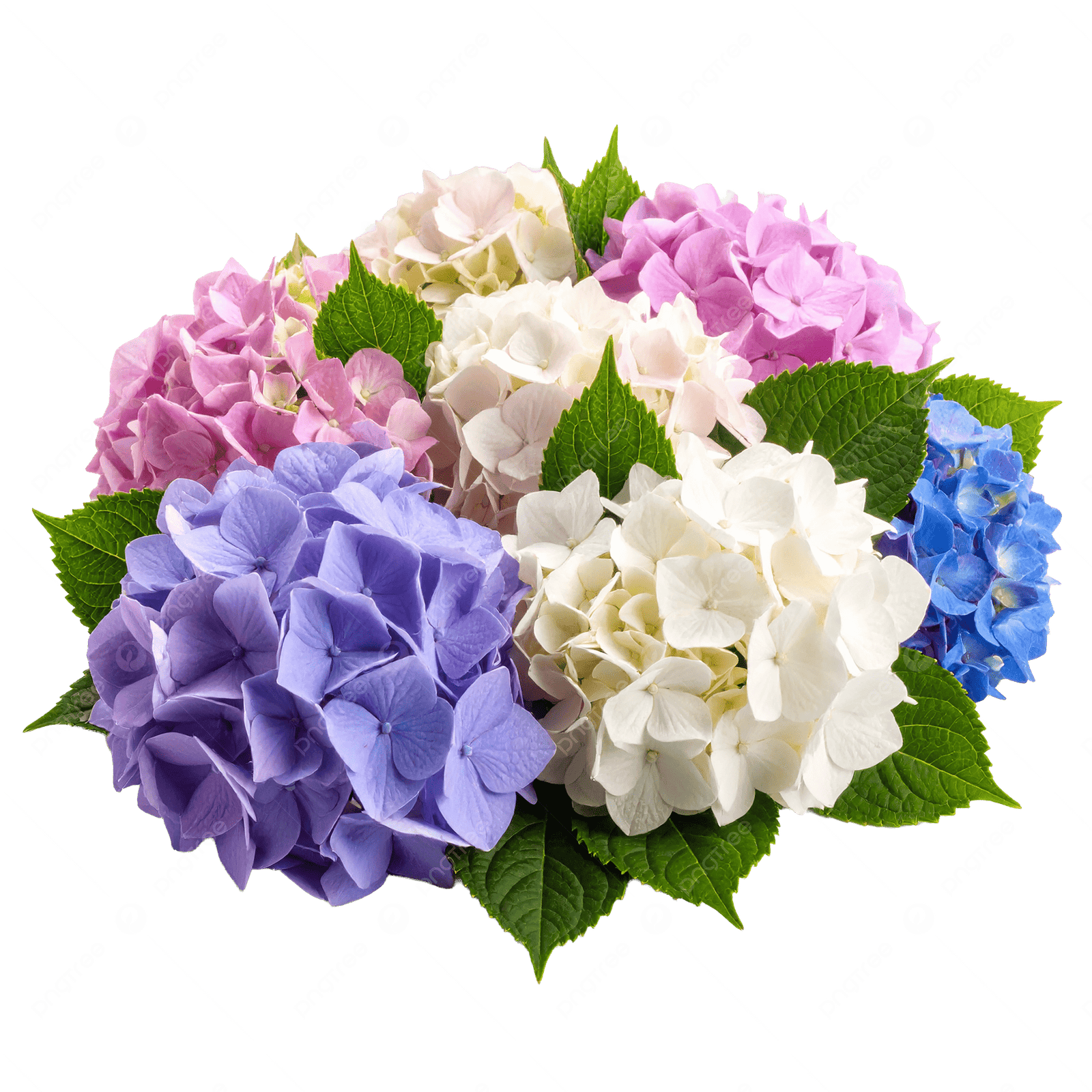 Fotografía de Hortensia