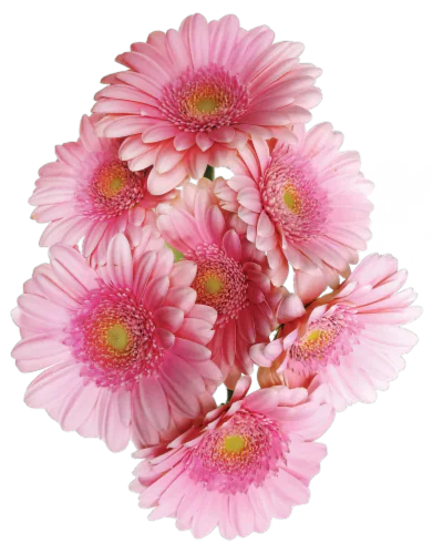 Fotografía de Mini Gerbera