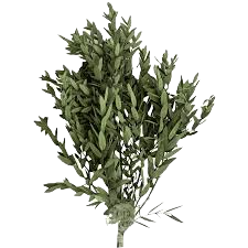 Fotografía de Parvifolia