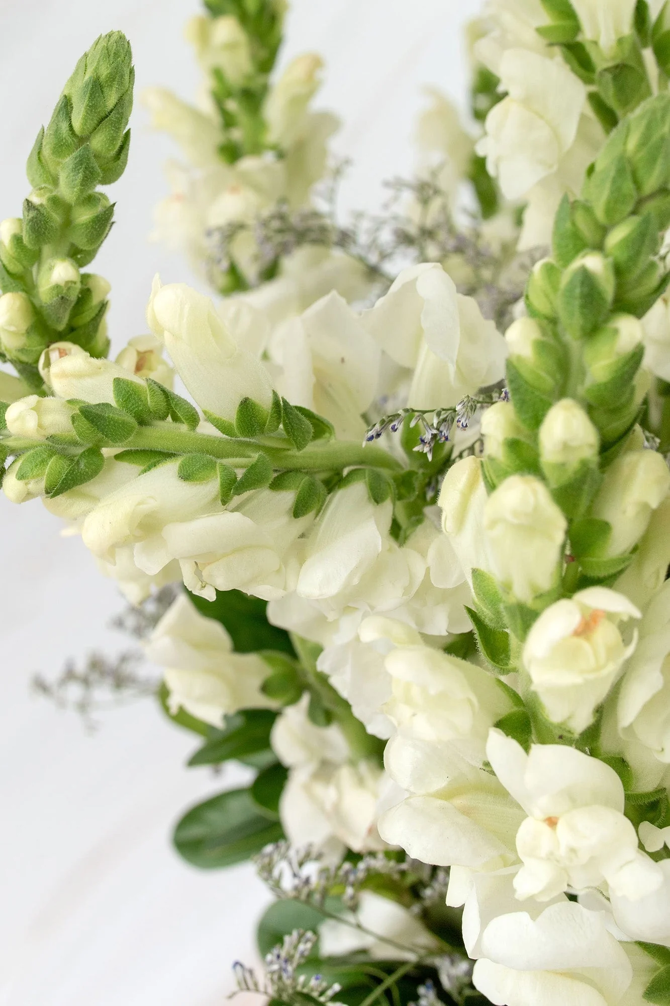 Fotografía de Perrito